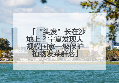 “头发”长在沙地上？宁夏发现大规模国家一级保护植物发菜群落
