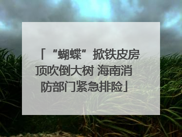 “蝴蝶”掀铁皮房顶吹倒大树 海南消防部门紧急排险
