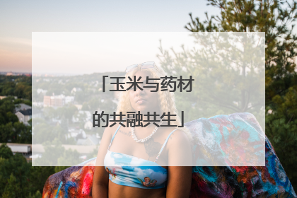 玉米与药材的共融共生