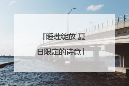 睡莲绽放 夏日限定的诗意