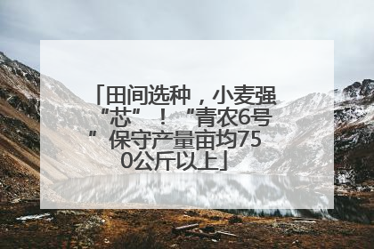 田间选种，小麦强“芯”！“青农6号”保守产量亩均750公斤以上