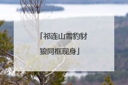 祁连山雪豹豺狼同框现身