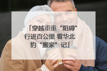 穿越重重“阻碍”行进百公里 看华北豹“搬家”记