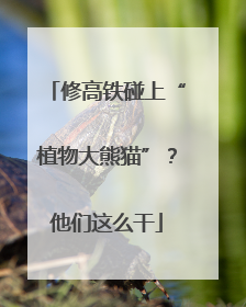 修高铁碰上“植物大熊猫”？他们这么干
