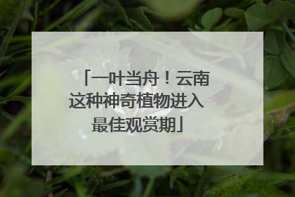 一叶当舟！云南这种神奇植物进入最佳观赏期