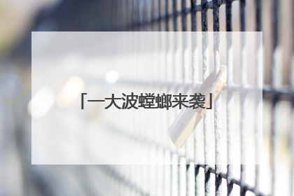 一大波螳螂来袭