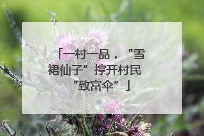 一村一品，“雪裙仙子”撑开村民“致富伞”