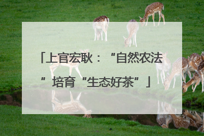 上官宏耿：“自然农法”培育“生态好茶”