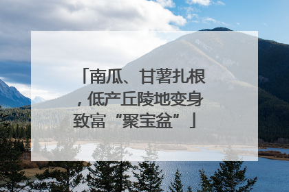 南瓜、甘薯扎根，低产丘陵地变身致富“聚宝盆”