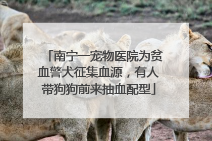 南宁一宠物医院为贫血警犬征集血源，有人带狗狗前来抽血配型