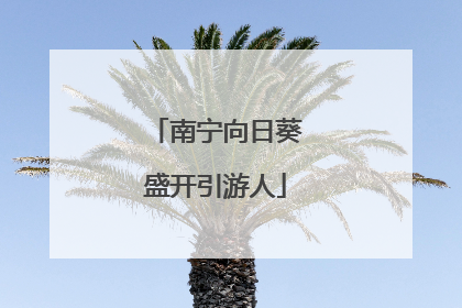 南宁向日葵盛开引游人
