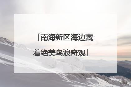 南海新区海边藏着绝美鸟浪奇观