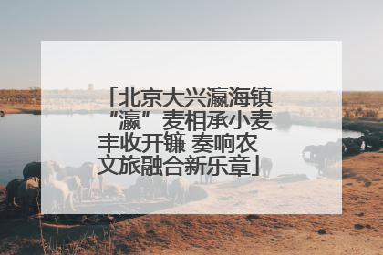 北京大兴瀛海镇“瀛”麦相承小麦丰收开镰 奏响农文旅融合新乐章