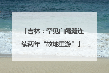 吉林:罕见白鸬鹚连续两年“故地重游”