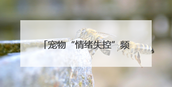 宠物“情绪失控”频繁咬伤主人 医生：宠物夏季易情绪中暑