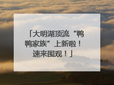 大明湖顶流“鸭鸭家族”上新啦！速来围观！