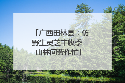 广西田林县：仿野生灵芝丰收季 山林间劳作忙