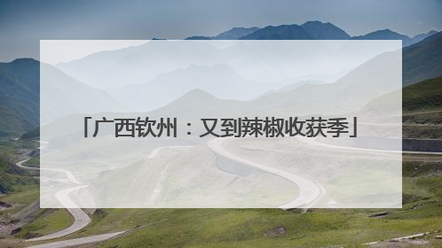 广西钦州：又到辣椒收获季
