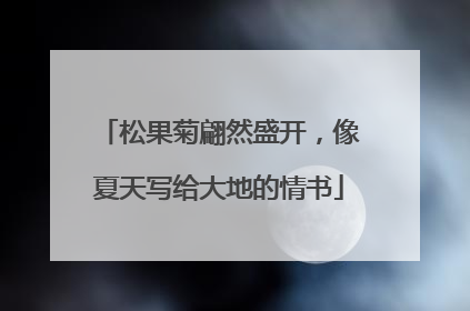 松果菊翩然盛开，像夏天写给大地的情书