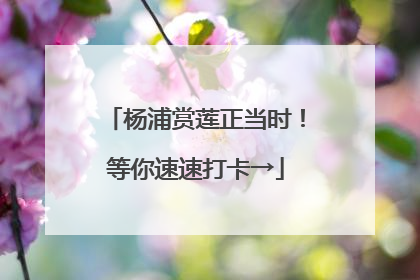 杨浦赏莲正当时！等你速速打卡→