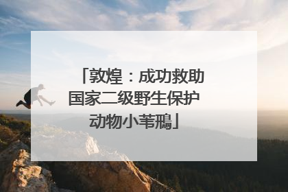 敦煌：成功救助国家二级野生保护动物小苇鳽