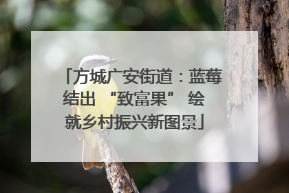 方城广安街道：蓝莓结出 “致富果” 绘就乡村振兴新图景
