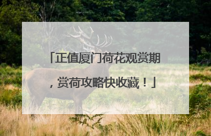 正值厦门荷花观赏期，赏荷攻略快收藏！