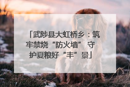 武陟县大虹桥乡：筑牢禁烧“防火墙” 守护夏粮好“丰”景