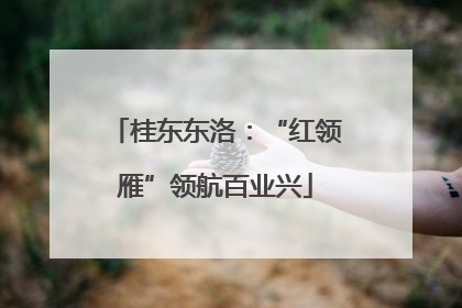 桂东东洛：“红领雁”领航百业兴