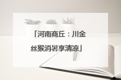 河南商丘：川金丝猴消暑享清凉