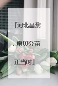 河北昌黎：扇贝分苗正当时
