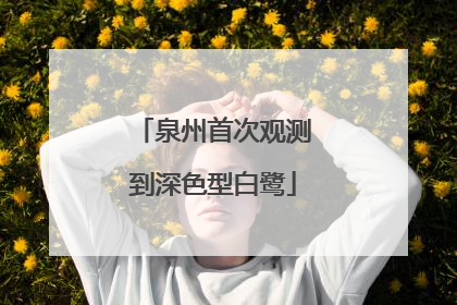 泉州首次观测到深色型白鹭