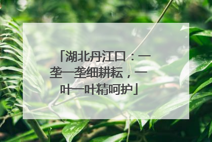 湖北丹江口：一垄一垄细耕耘，一叶一叶精呵护