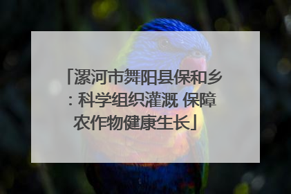 漯河市舞阳县保和乡：科学组织灌溉 保障农作物健康生长