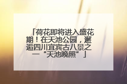荷花即将进入盛花期！在天池公园，邂逅四川宜宾古八景之一“天池晚照”