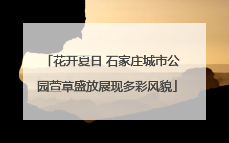 花开夏日 石家庄城市公园萱草盛放展现多彩风貌