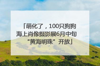 萌化了，100只狗狗海上肖像摄影展6月中旬“黄海明珠”开放
