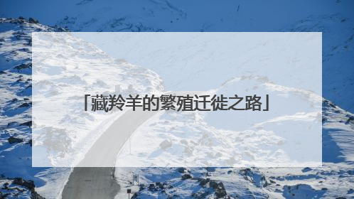 藏羚羊的繁殖迁徙之路
