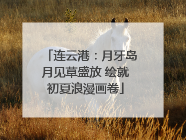 连云港：月牙岛月见草盛放 绘就初夏浪漫画卷