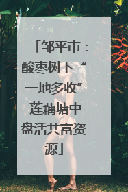 邹平市：酸枣树下“一地多收” 莲藕塘中盘活共富资源