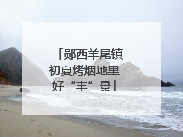 郧西羊尾镇初夏烤烟地里好“丰”景