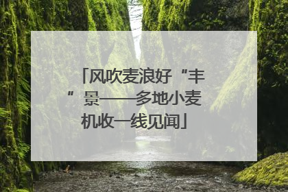 风吹麦浪好“丰”景——多地小麦机收一线见闻